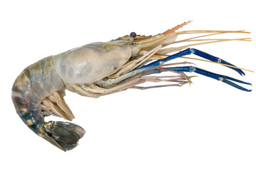 Raw seafood with fresh huge shrimp