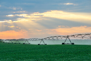 Fototapeta na wymiar Agricultural irrigation system watering field of green peas in summer