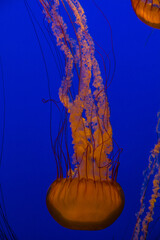 jelly fish in aquarium