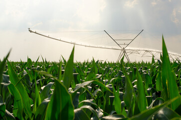 Agricultural irrigation system watering corn field in summer - 523881770
