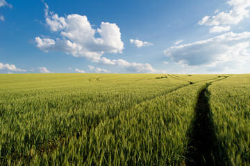 Beautiful summer landscape showing wheat fields with blue sky and white clouds on a sunny day