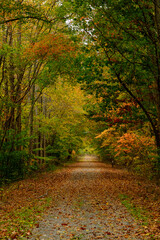 Rural walking path in the autumn, bright colorful leaves.