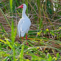White ibis standing in tall grasses of wetland in early morning light
