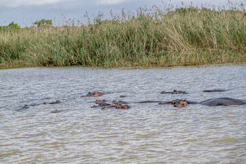 Fototapeta premium africa