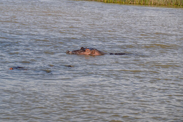 Fototapeta premium creative