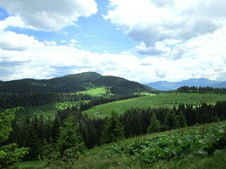 Fototapeta na wymiar Alpine meadows in the mountains
