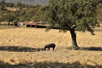 Black Iberian pig standing next to an impressive holm oak (Quercus ilex) amid dry yellow grass,...