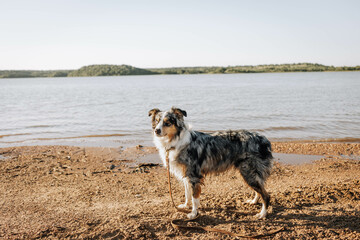 Australian Shepherd dog by the lake