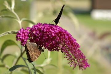 Motyle w letni dzień
