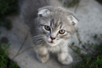 Obraz premium cat on grass