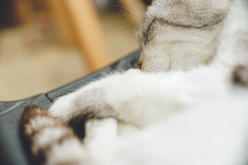 沖縄県離島宮古島に住むリラックスした野良猫の写真 顔が丸い地域猫