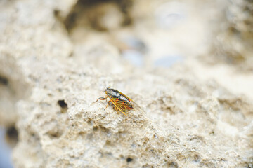 沖縄県の離島宮古島に生息する日本に分布するセミの中では最小のイワサキクサゼミ