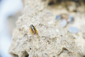 沖縄県の離島宮古島に生息する日本に分布するセミの中では最小のイワサキクサゼミ