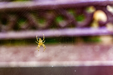 A large yellow spider with a white cross on its back sits in the center of its web