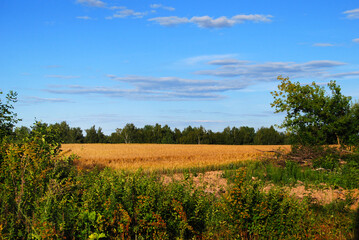 A field with yellow wheat seedlings and weed grass in the foreground. Blue sky and voluminous clouds in summer. The forest is on the horizon. Rural landscape.