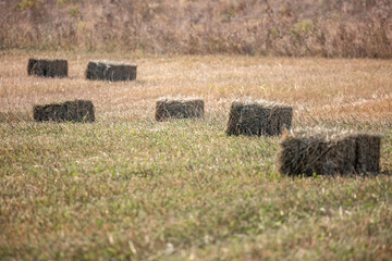 Summer harvest wheat season in Greece