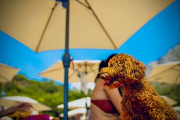 Red brown cute poodle puppy sitting under an parasol on the beach. Poodle on vacation