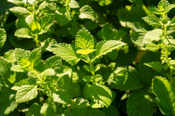 background of fresh mint leaves © irinad85