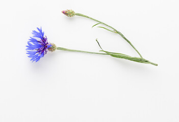 Alternative Medicine. Centaurea cyanus, Cornflower Herb capsule, Nutritional Supplement.