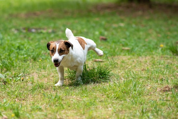 Jack Russell Terrier pissing in the park on the grass.