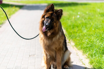 German Shepherd, long-haired, in the city on a leash.