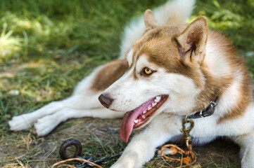 Outdoor portrait of cute brown siberian husky lying on ground. Happy smiling dog.  © Anastasia
