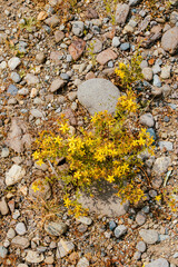 yellow St. John's wort flowers on rocky, dried ground