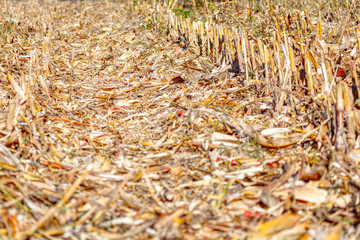 Cornfield after harvesting . Dry corn field 
