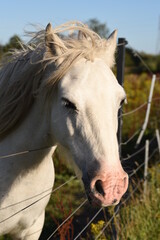 Cremello horse image.  Pasture in the suburban area with wire fence.