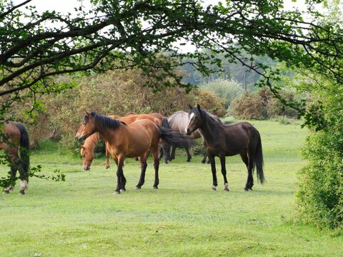 Group of brown horses wandering in the park in England