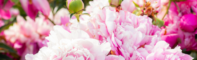 Fototapeta premium Pink peonies bouquet in the garden banner