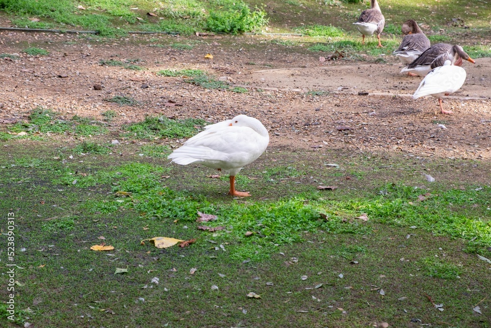 Sticker A Graylag goose sleeping on the grass