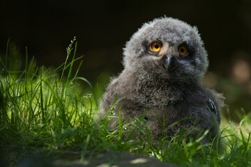 Snowy owl chick with orange eyes looks towards you © Wirestock Creators