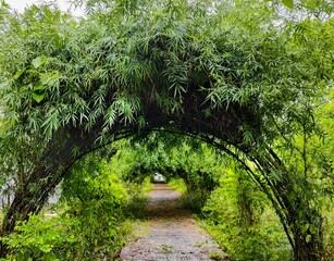 Bamboo made natural corridor in a park in Tripura