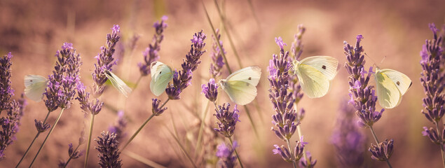 white butterfly on lavender flowers macro photo