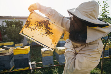The beekeeper holds a honey cell with bees in his hands. Apiculture. Apiary. Working bees on honey...