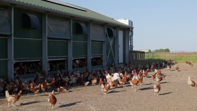 Hens and cocks on the farm in Brandenburg, Germany