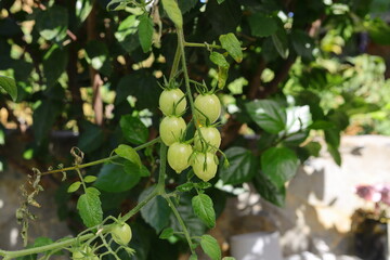 Small green tomatoes ripen in the farm. Tomato trees are fruiting in the garden. Young tomatoes are green. Fresh green tomatoes hanging on tree in vegetables farm