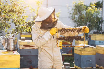 Bees and organic honeycomb with royal jelly. Man beekeeper holding a wooden frame with queen cells,...