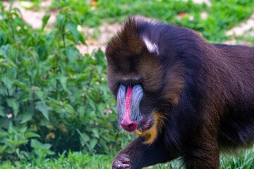 Closeup shot of a brown mandrill monkey with green plants in the background