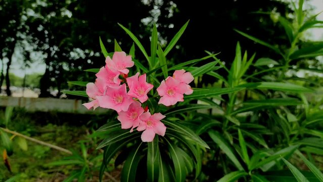 Fresh Green Nerium Oleander Flowers Plants In A Garden Photo