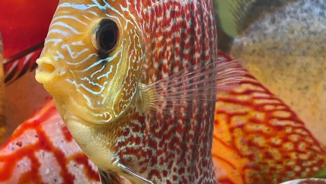 Portrait, Nahaufnahme eines Diskusfisches. Diskus im Aquarium.