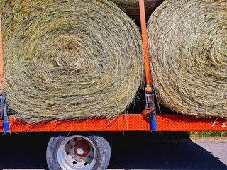 Trailer truck transports round bales of hay