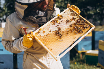 The beekeeper holds a honey cell with bees in his hands. Apiculture. Apiary. Working bees on honey...