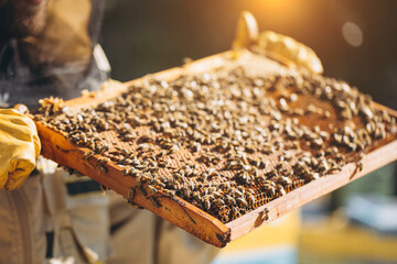 The beekeeper holds a honey cell with bees in his hands. Apiculture. Apiary. Working bees on honey comb. Honeycomb with honey and bees close-up.