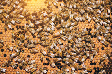 Bee colony in hive macro. Working honey bees, honeycomb, wax cells with honey and pollen.