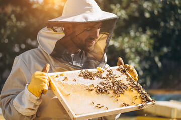 The beekeeper holds a honey cell with bees in his hands. Apiculture. Apiary. Working bees on honey comb. Honeycomb with honey and bees close-up. - obrazy, fototapety, plakaty