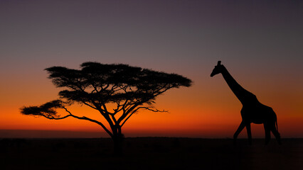 A giraffe with an umbrella acaia at dawn