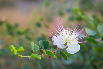 Flinders rose (Capparis spinosa) flower on a blurred background.