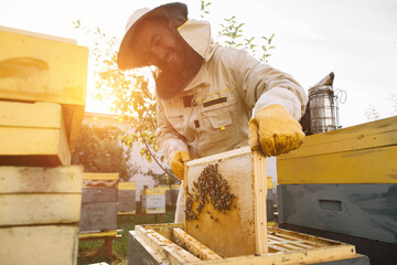 The beekeeper works to collect honey. Beekeeping concept.